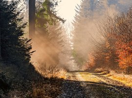 The Noblearbor