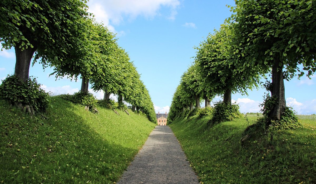 The Noblearbor